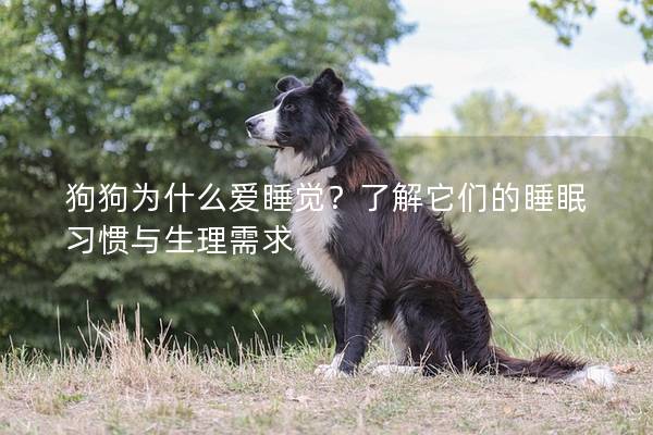 狗狗为什么爱睡觉？了解它们的睡眠习惯与生理需求