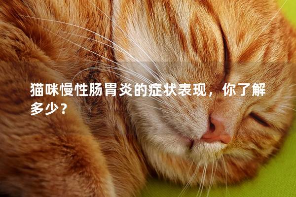猫咪慢性肠胃炎的症状表现，你了解多少？