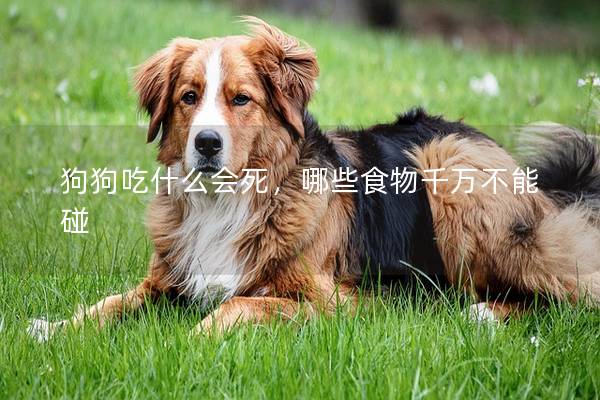 狗狗吃什么会死，哪些食物千万不能碰
