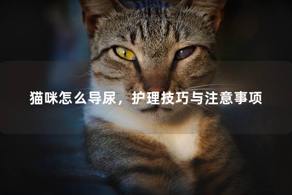 猫咪怎么导尿，护理技巧与注意事项