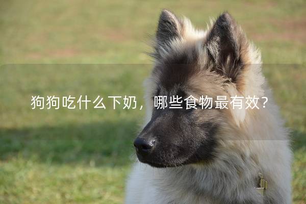 狗狗吃什么下奶，哪些食物最有效？