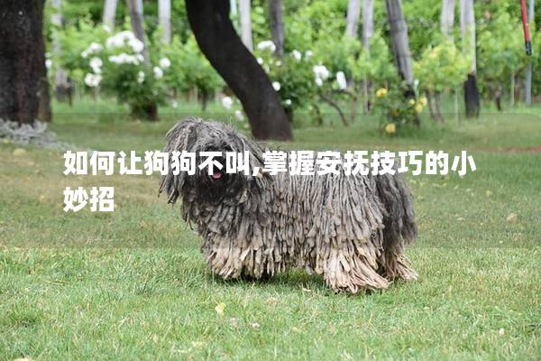 如何让狗狗不叫,掌握安抚技巧的小妙招