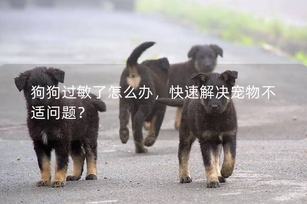 狗狗过敏了怎么办，快速解决宠物不适问题？