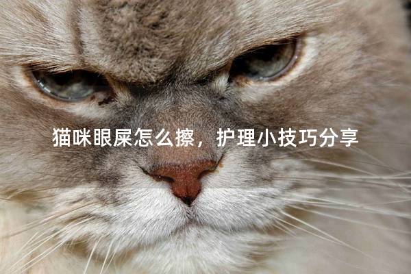 猫咪眼屎怎么擦，护理小技巧分享