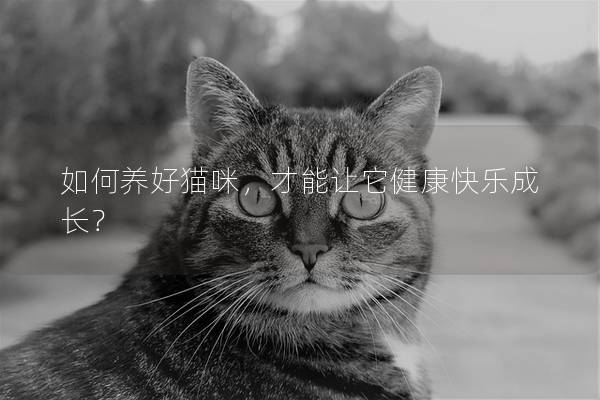 如何养好猫咪，才能让它健康快乐成长？