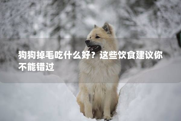 狗狗掉毛吃什么好？这些饮食建议你不能错过
