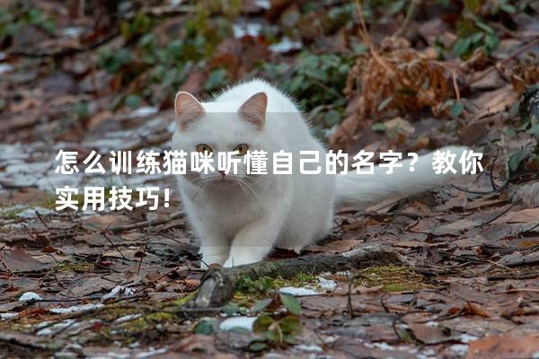 怎么训练猫咪听懂自己的名字？教你实用技巧!