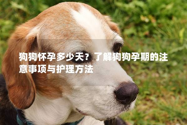 狗狗怀孕多少天？了解狗狗孕期的注意事项与护理方法