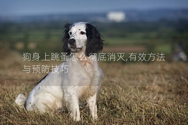 狗身上跳蚤怎么彻底消灭,有效方法与预防技巧