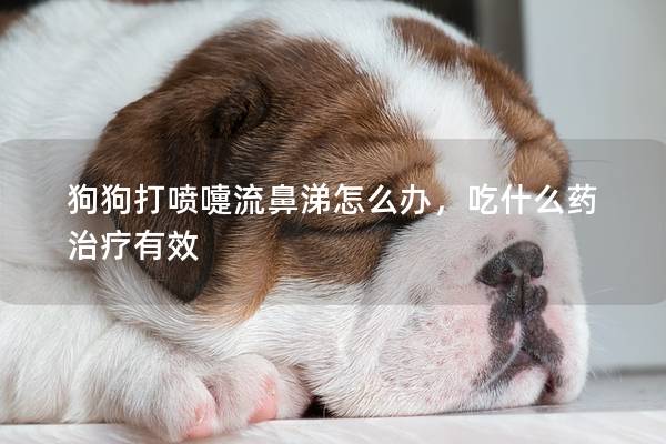狗狗打喷嚏流鼻涕怎么办,吃什么药治疗有效 狗狗打喷嚏流鼻涕怎么办,吃什么药治疗有效