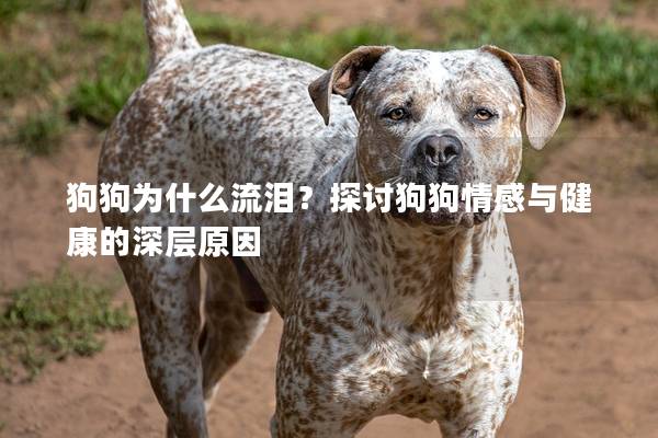 狗狗为什么流泪？探讨狗狗情感与健康的深层原因