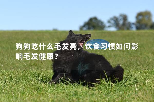 狗狗吃什么毛发亮，饮食习惯如何影响毛发健康？