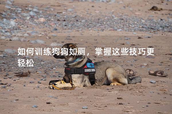 如何训练狗狗如厕，掌握这些技巧更轻松