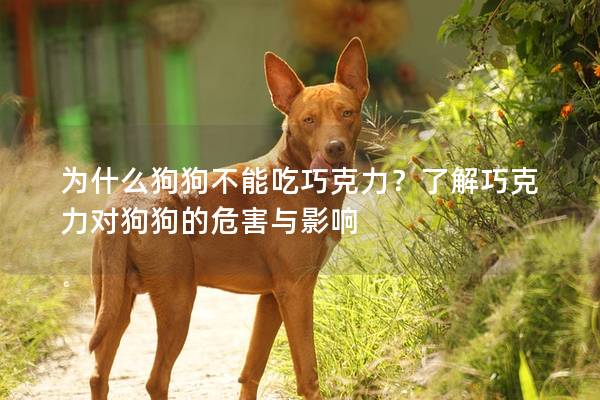 为什么狗狗不能吃巧克力？了解巧克力对狗狗的危害与影响