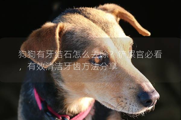 狗狗有牙结石怎么去除？铲屎官必看，有效清洁牙齿方法分享