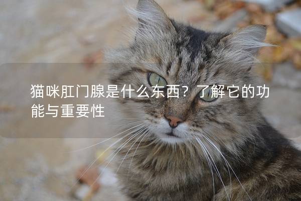 猫咪肛门腺是什么东西？了解它的功能与重要性