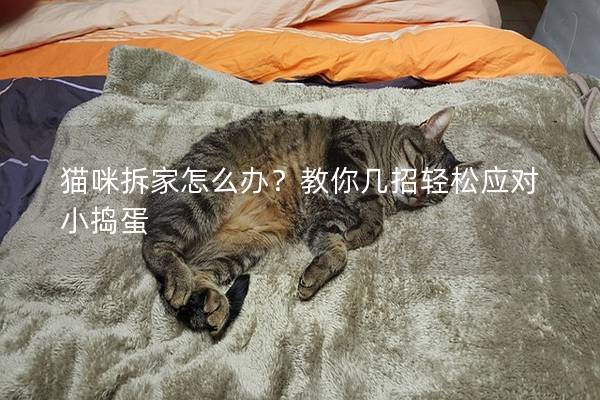 猫咪拆家怎么办？教你几招轻松应对小捣蛋
