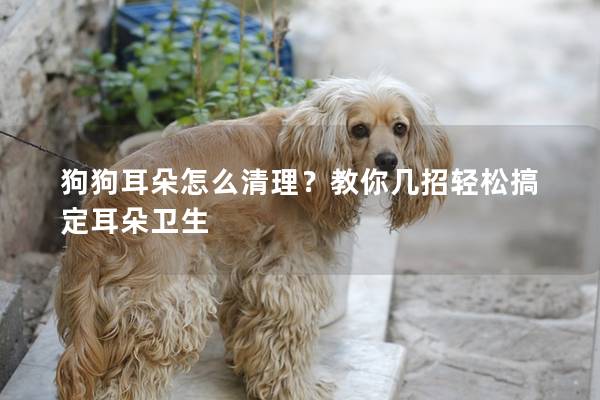 狗狗耳朵怎么清理？教你几招轻松搞定耳朵卫生