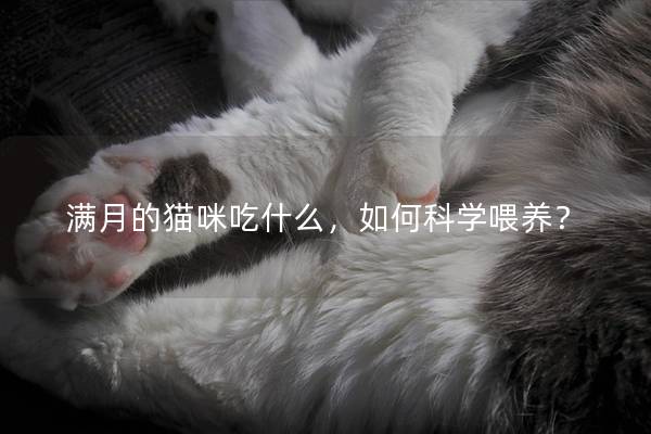 满月的猫咪吃什么，如何科学喂养？