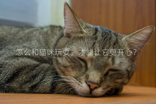 怎么和猫咪玩耍，才能让它更开心？