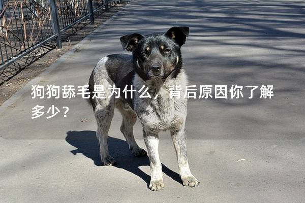 狗狗舔毛是为什么，背后原因你了解多少？