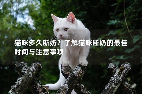 猫咪多久断奶？了解猫咪断奶的最佳时间与注意事项