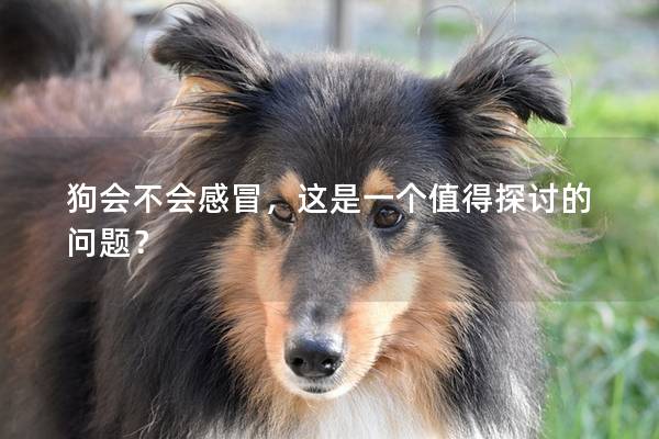 狗会不会感冒，这是一个值得探讨的问题？