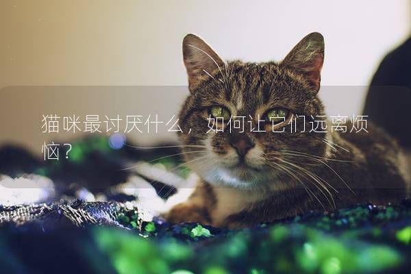 猫咪最讨厌什么，如何让它们远离烦恼？