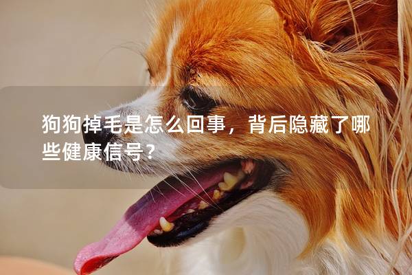 狗狗掉毛是怎么回事，背后隐藏了哪些健康信号？