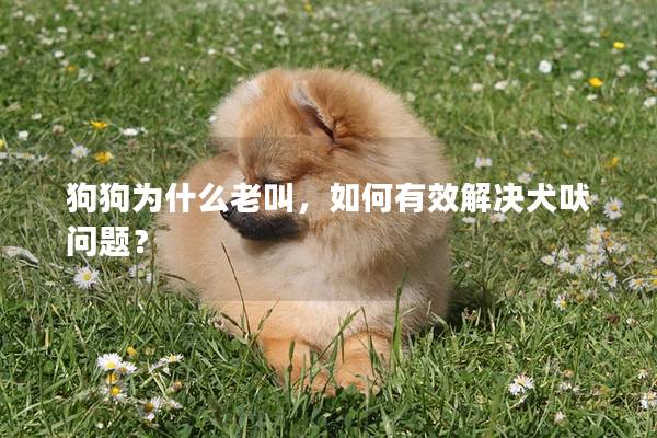 狗狗为什么老叫，如何有效解决犬吠问题？