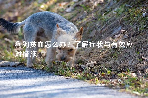 狗狗贫血怎么办？了解症状与有效应对措施