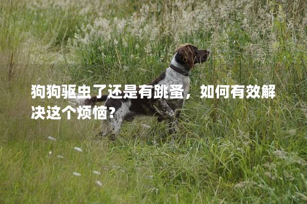 狗狗驱虫了还是有跳蚤，如何有效解决这个烦恼？