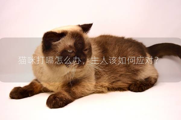 猫咪打嗝怎么办，主人该如何应对？
