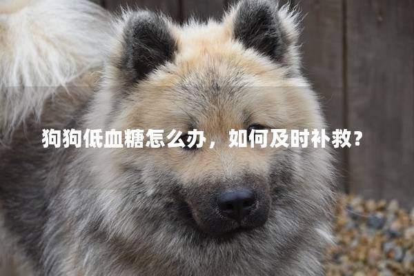 狗狗低血糖怎么办，如何及时补救？