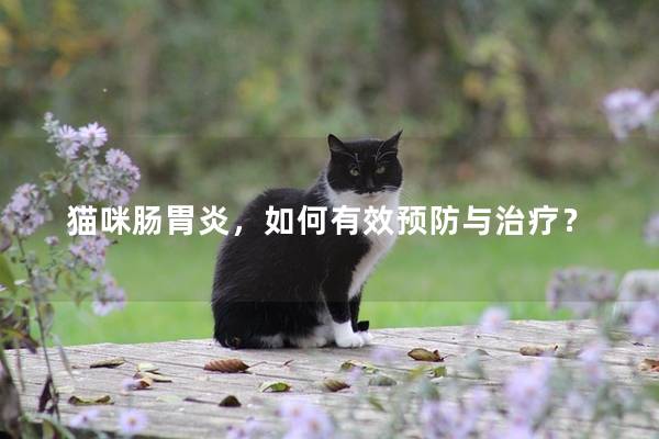 猫咪肠胃炎，如何有效预防与治疗？