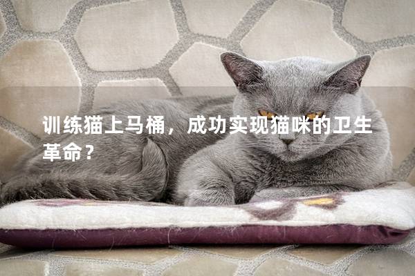 训练猫上马桶，成功实现猫咪的卫生革命？