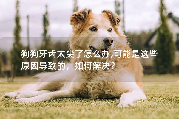 狗狗牙齿太尖了怎么办,可能是这些原因导致的，如何解决？