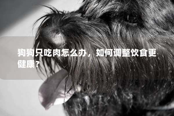 狗狗只吃肉怎么办，如何调整饮食更健康？
