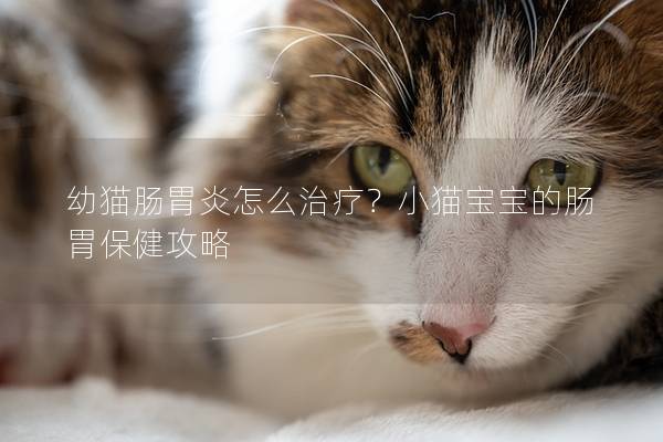 幼猫肠胃炎怎么治疗？小猫宝宝的肠胃保健攻略
