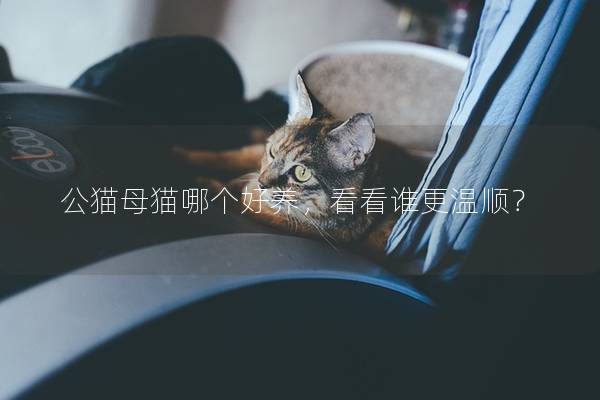 公猫母猫哪个好养，看看谁更温顺？