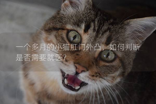 一个多月的小猫肛门外凸，如何判断是否需要就医？