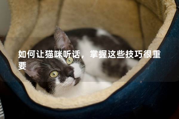 如何让猫咪听话，掌握这些技巧很重要
