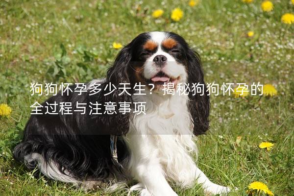 狗狗怀孕多少天生？揭秘狗狗怀孕的全过程与注意事项