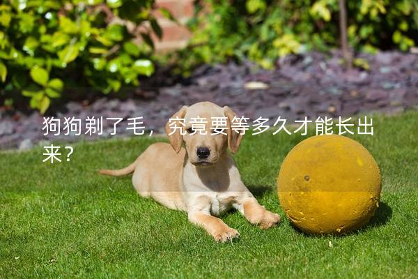 狗狗剃了毛，究竟要等多久才能长出来？