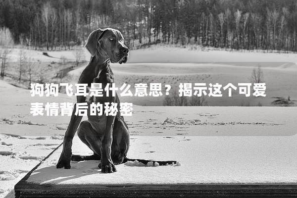 狗狗飞耳是什么意思？揭示这个可爱表情背后的秘密