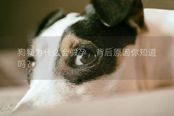 狗狗为什么会假孕，背后原因你知道吗？