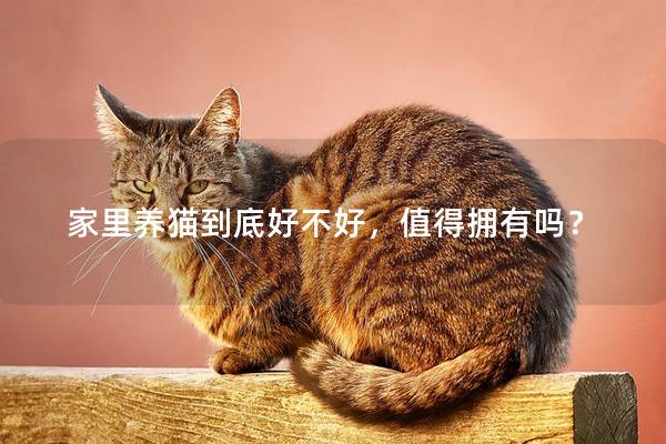家里养猫到底好不好，值得拥有吗？