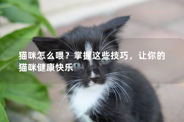 猫咪怎么喂？掌握这些技巧，让你的猫咪健康快乐