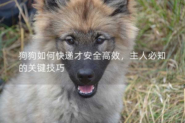 狗狗如何快递才安全高效，主人必知的关键技巧