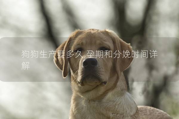 狗狗生产要多久,孕期和分娩时间详解